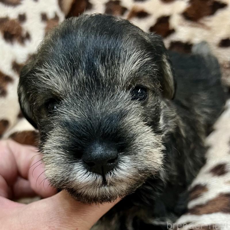 販売中の三重県のミニチュアシュナウザー-444543の6枚目