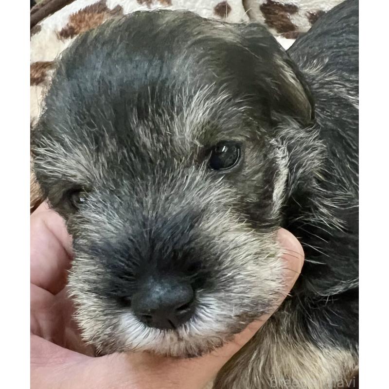 販売中の三重県のミニチュアシュナウザー-444543の5枚目