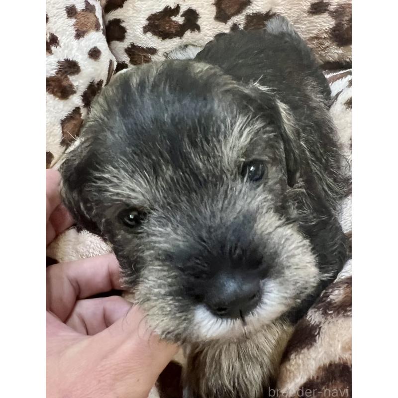 販売中の三重県のミニチュアシュナウザー-444543の4枚目