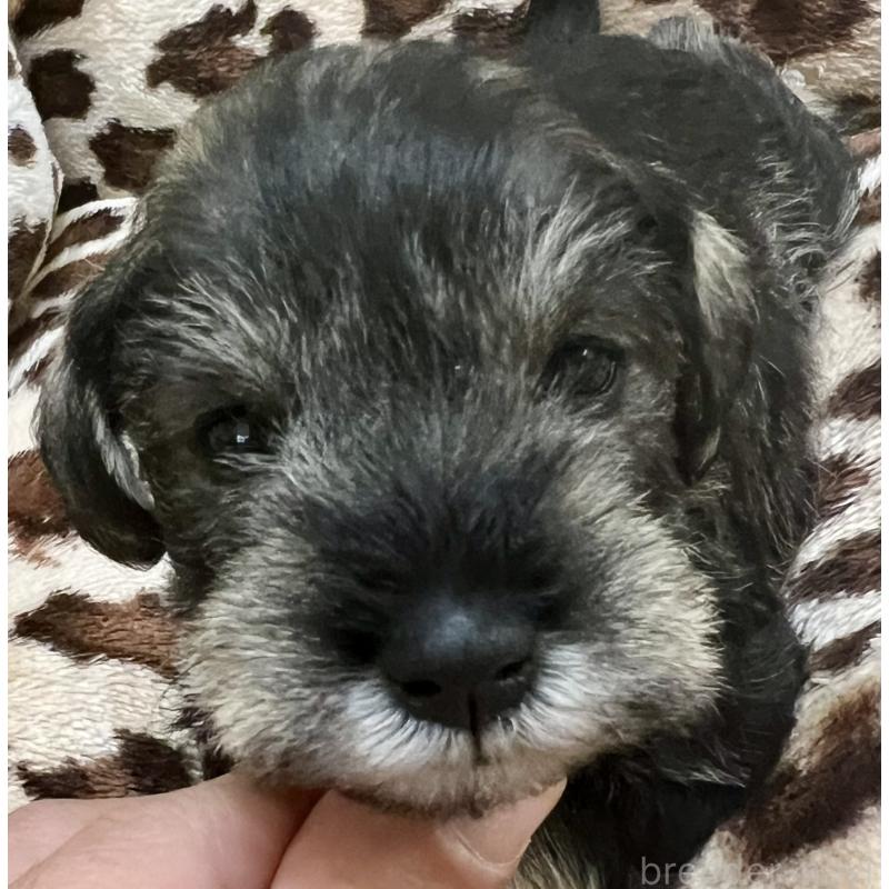 販売中の三重県のミニチュアシュナウザー-444543の2枚目
