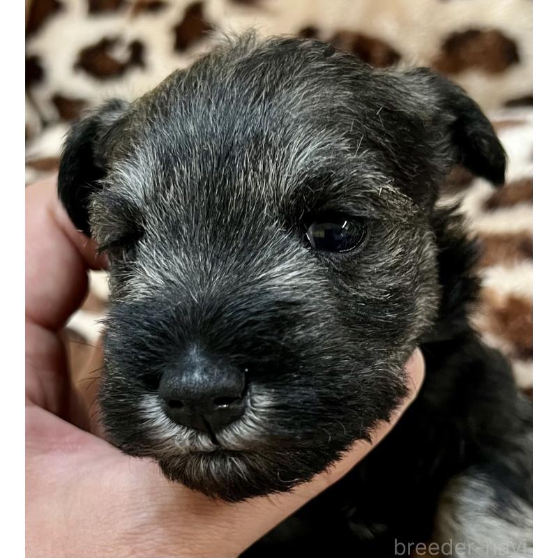 販売中の三重県のミニチュアシュナウザー-444540の15枚目