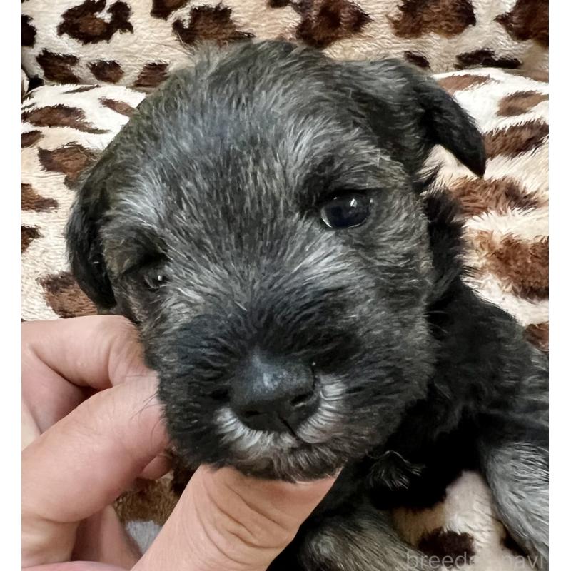 販売中の三重県のミニチュアシュナウザー-444540の12枚目