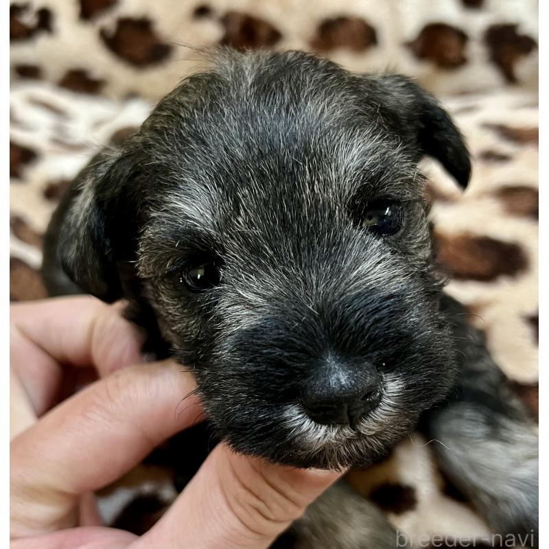 販売中の三重県のミニチュアシュナウザー-444540の11枚目