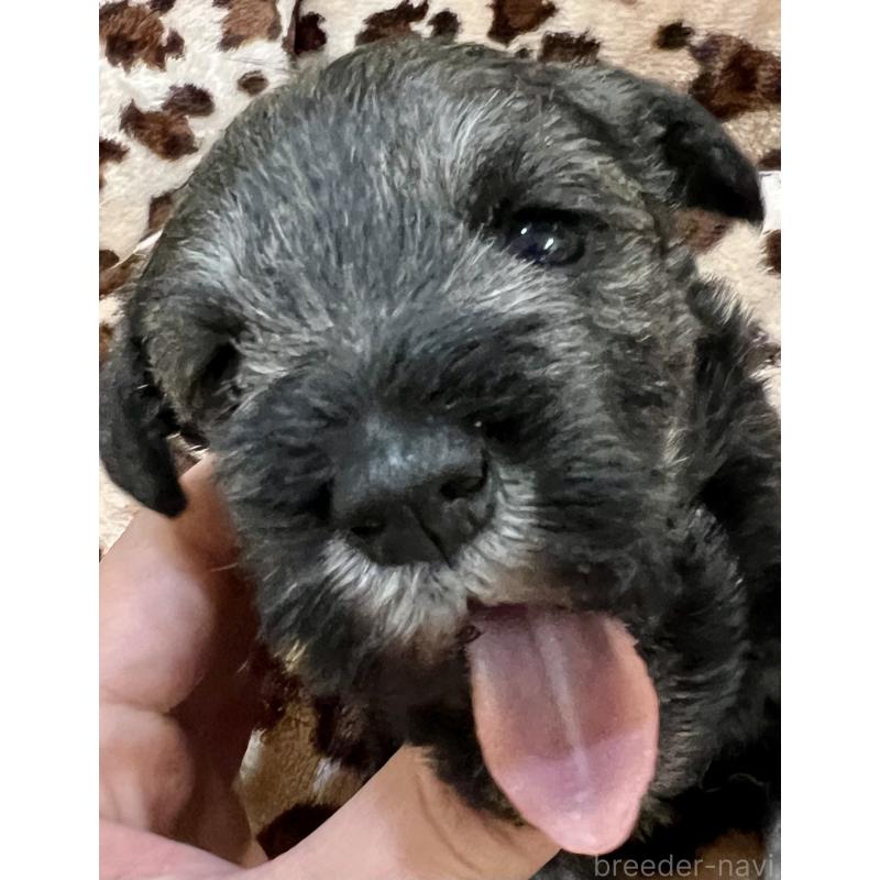 販売中の三重県のミニチュアシュナウザー-444540の10枚目