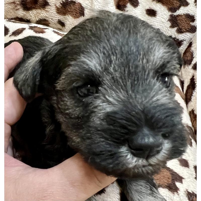 販売中の三重県のミニチュアシュナウザー-444540の9枚目