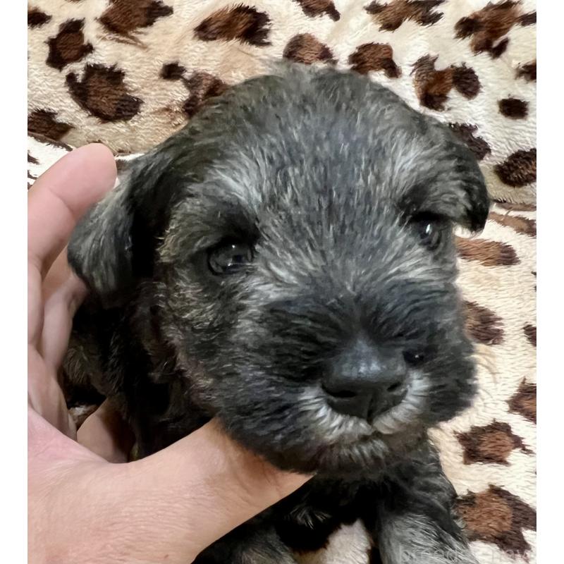 販売中の三重県のミニチュアシュナウザー-444540の8枚目