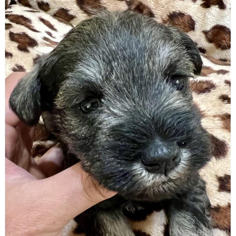 販売中の三重県のミニチュアシュナウザー-444540の6枚目