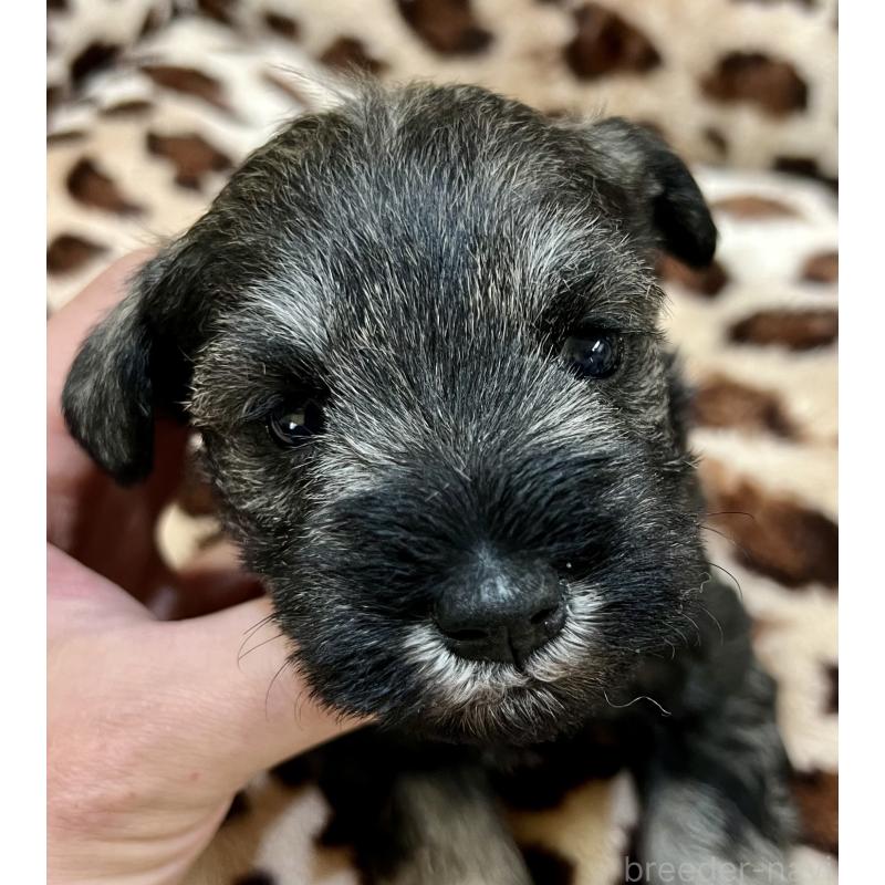 販売中の三重県のミニチュアシュナウザー-444540の5枚目