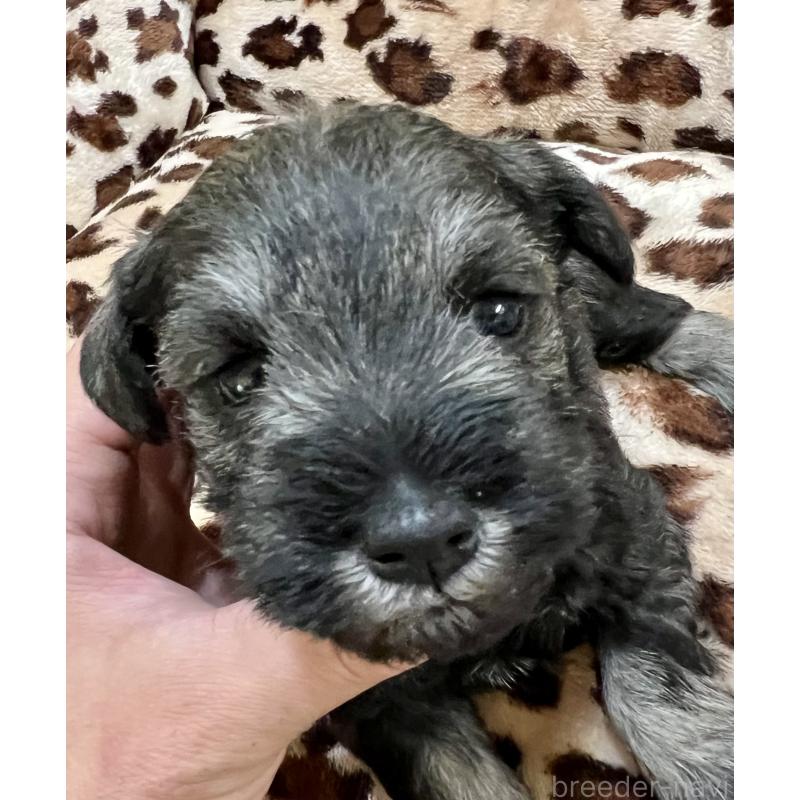 販売中の三重県のミニチュアシュナウザー-444540の4枚目