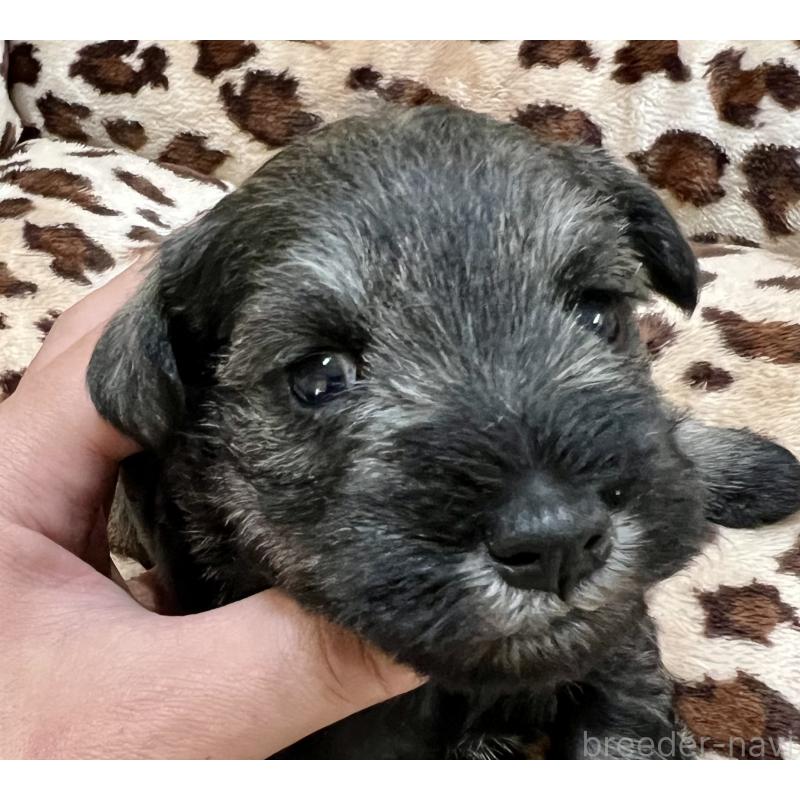 販売中の三重県のミニチュアシュナウザー-444540の3枚目