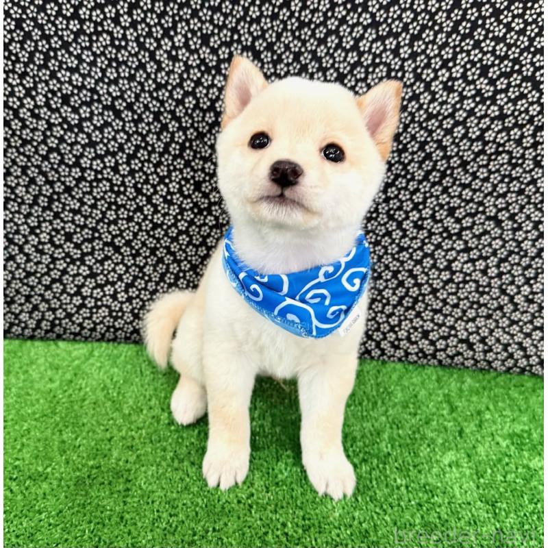 販売中の神奈川県の豆柴-444546の4枚目