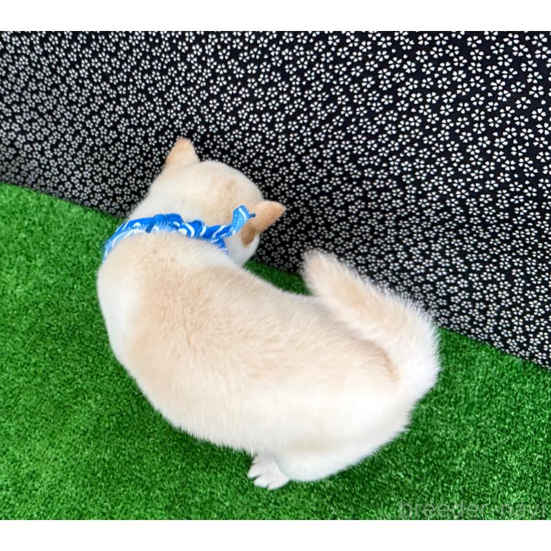 販売中の神奈川県の豆柴-444546の2枚目