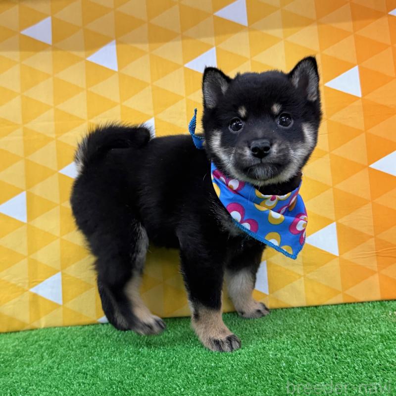 販売中の神奈川県の豆柴-444549の1枚目