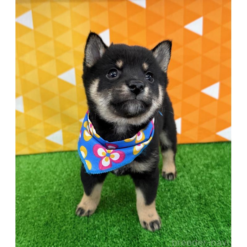 販売中の神奈川県の豆柴-444549の4枚目