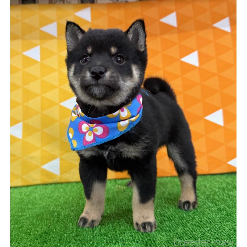 販売中の神奈川県の豆柴-444549の3枚目