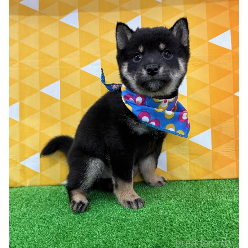 販売中の神奈川県の豆柴-444549の2枚目