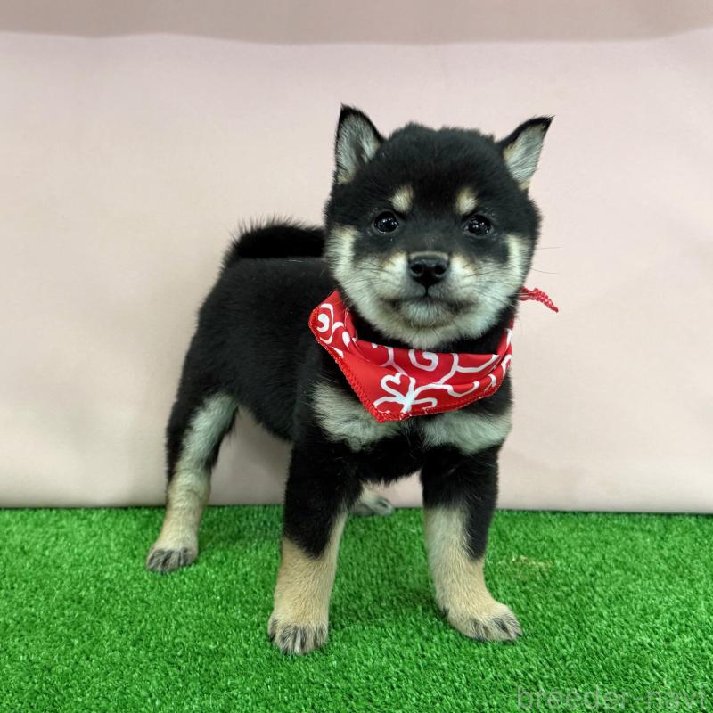 販売中の神奈川県の豆柴-444550