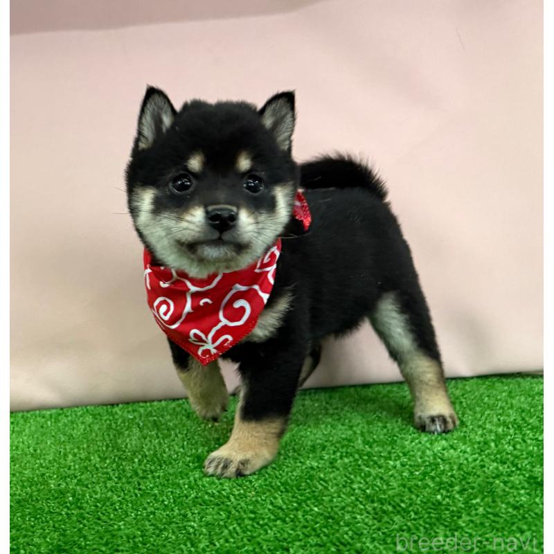 販売中の神奈川県の豆柴-444550の4枚目