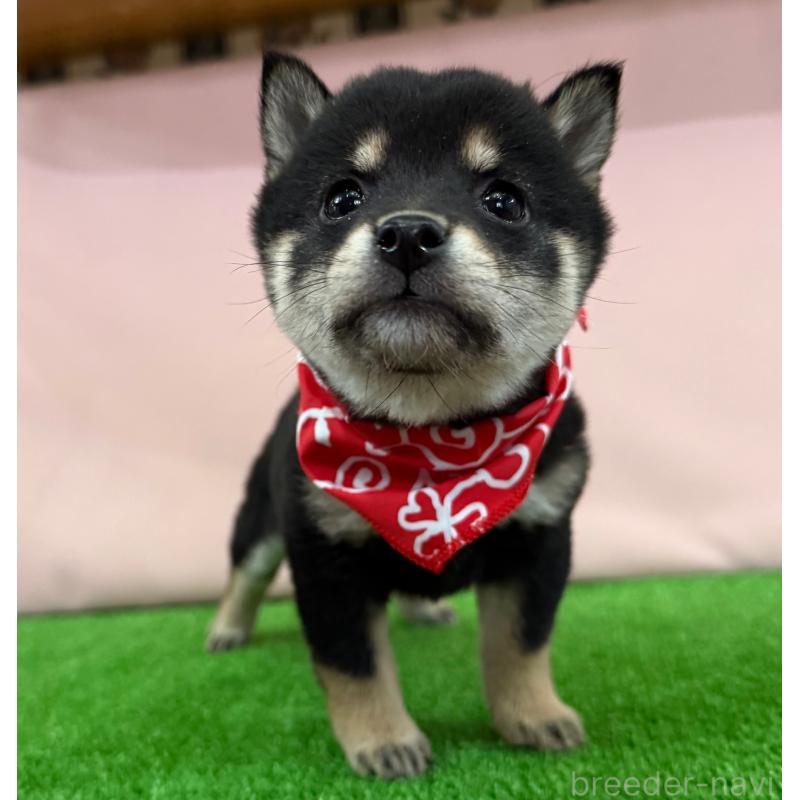 販売中の神奈川県の豆柴-444550の3枚目