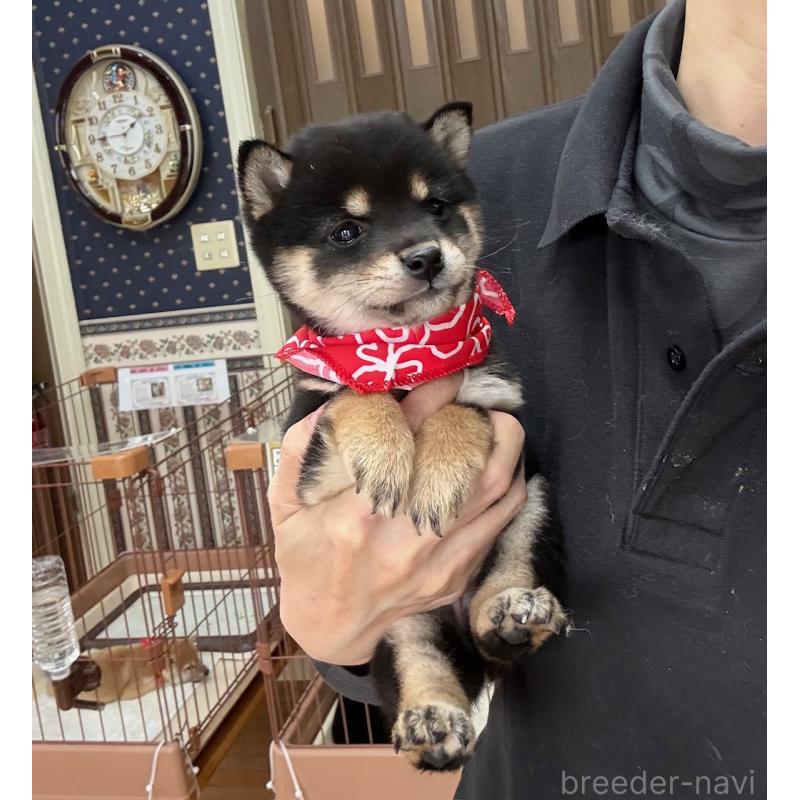 販売中の神奈川県の豆柴-444550の2枚目