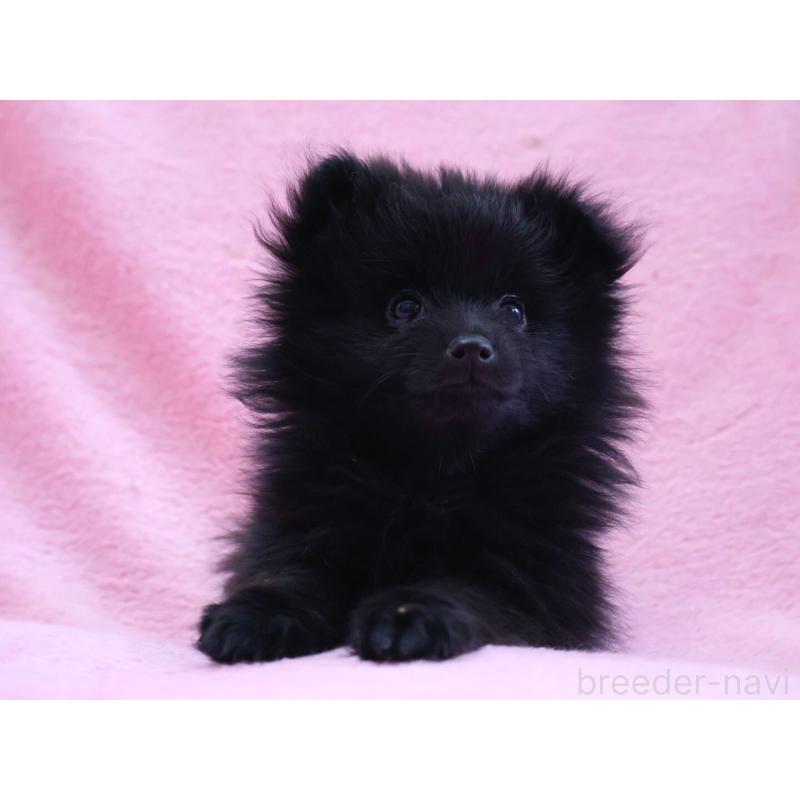 販売中の神奈川県のポメラニアン-440196の10枚目