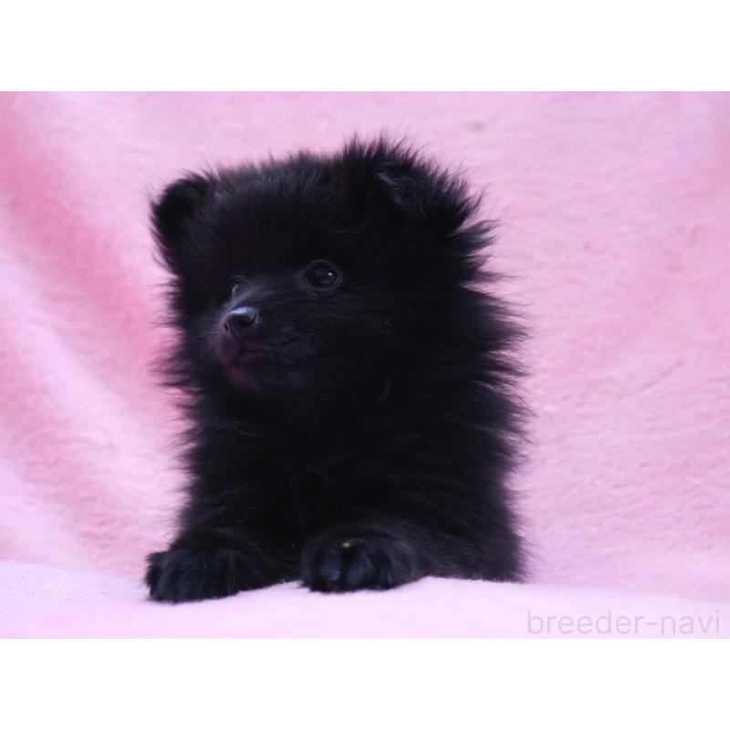 販売中の神奈川県のポメラニアン-440196の9枚目