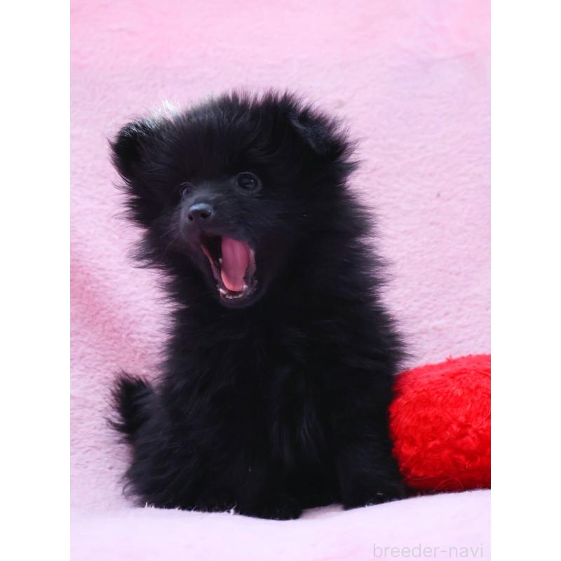 販売中の神奈川県のポメラニアン-440196の8枚目