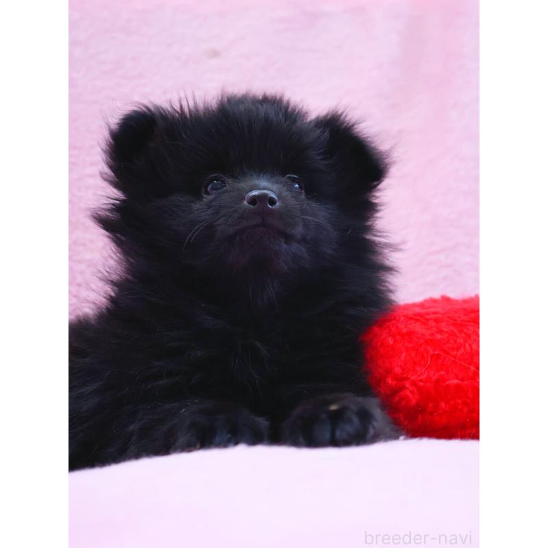 販売中の神奈川県のポメラニアン-440196の7枚目