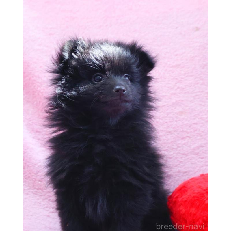 販売中の神奈川県のポメラニアン-440196の6枚目