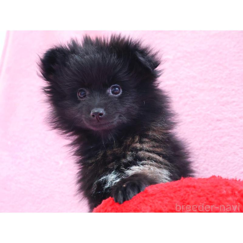 販売中の神奈川県のポメラニアン-440196の4枚目