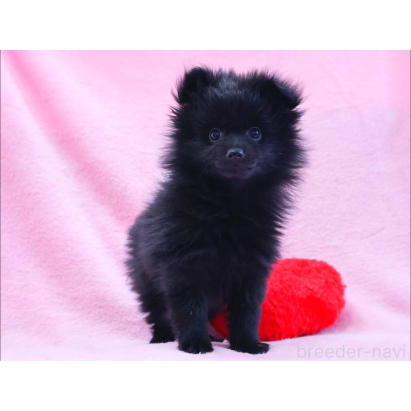 販売中の神奈川県のポメラニアン-440196の5枚目