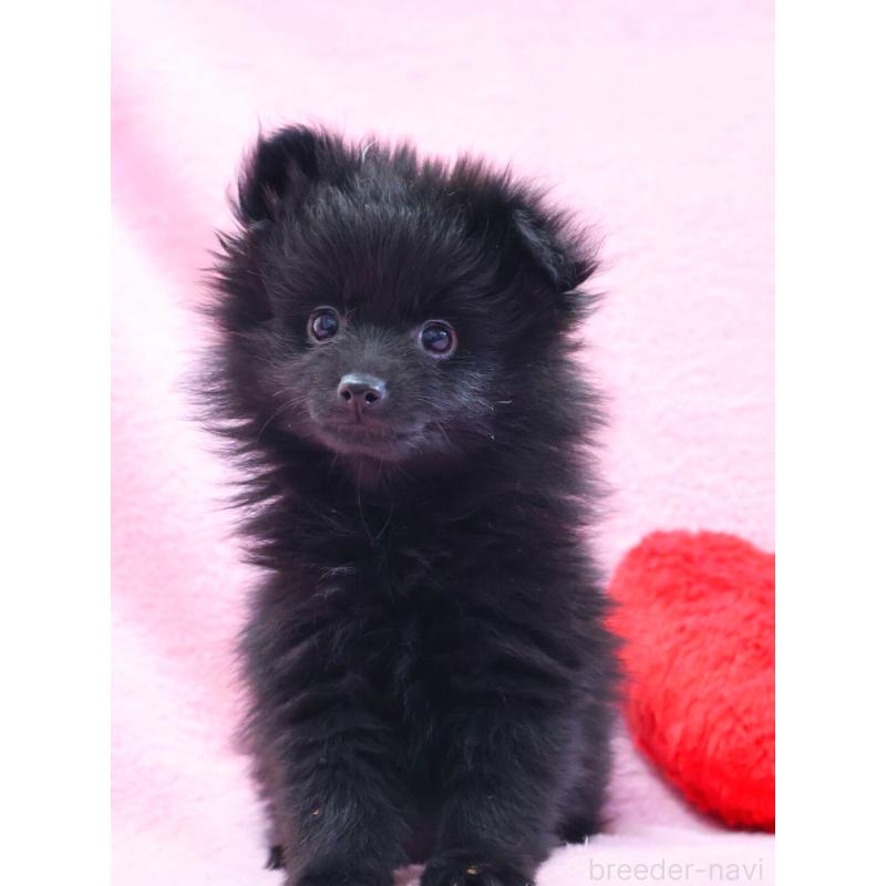 販売中の神奈川県のポメラニアン-440196の3枚目