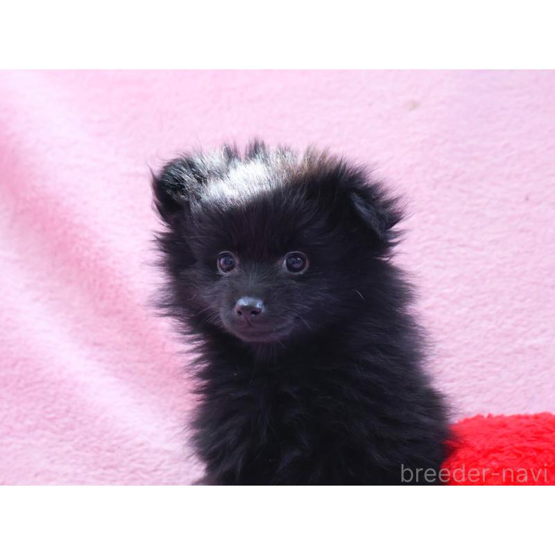 販売中の神奈川県のポメラニアン-440196の2枚目