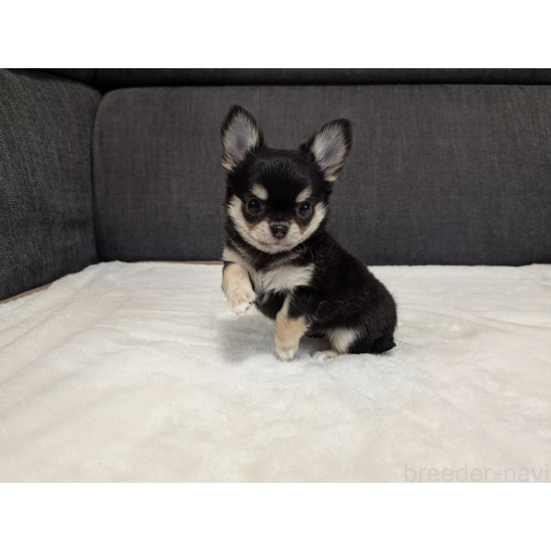 販売中の愛知県のチワワ(ロングコート)-437552の24枚目