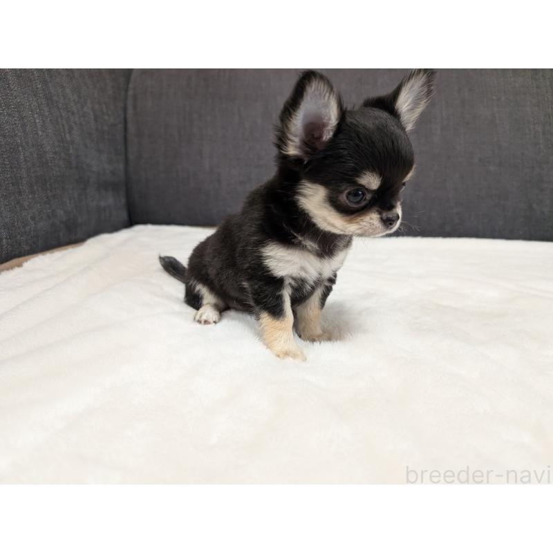 販売中の愛知県のチワワ(ロングコート)-437552の23枚目