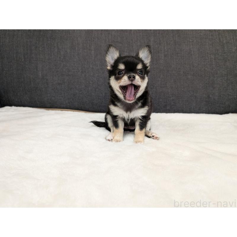 販売中の愛知県のチワワ(ロングコート)-437552の21枚目