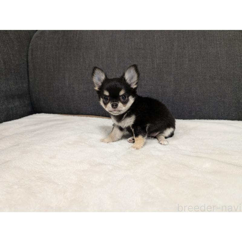 販売中の愛知県のチワワ(ロングコート)-437552の20枚目