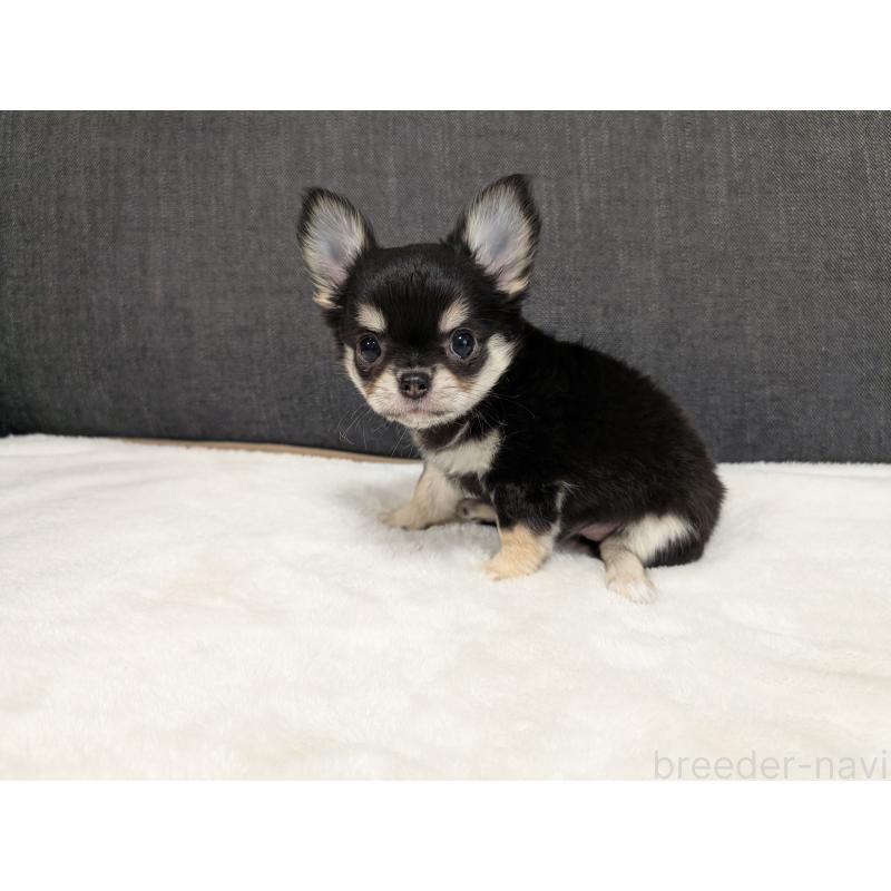 販売中の愛知県のチワワ(ロングコート)-437552の19枚目