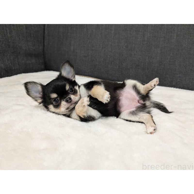 販売中の愛知県のチワワ(ロングコート)-437552の16枚目