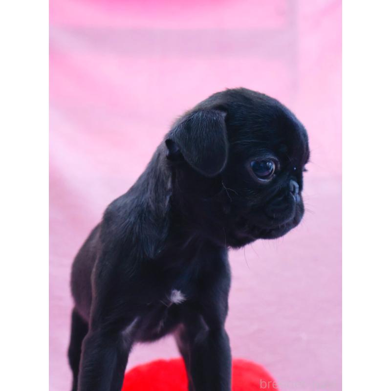 販売中の神奈川県のパグ-440193の9枚目