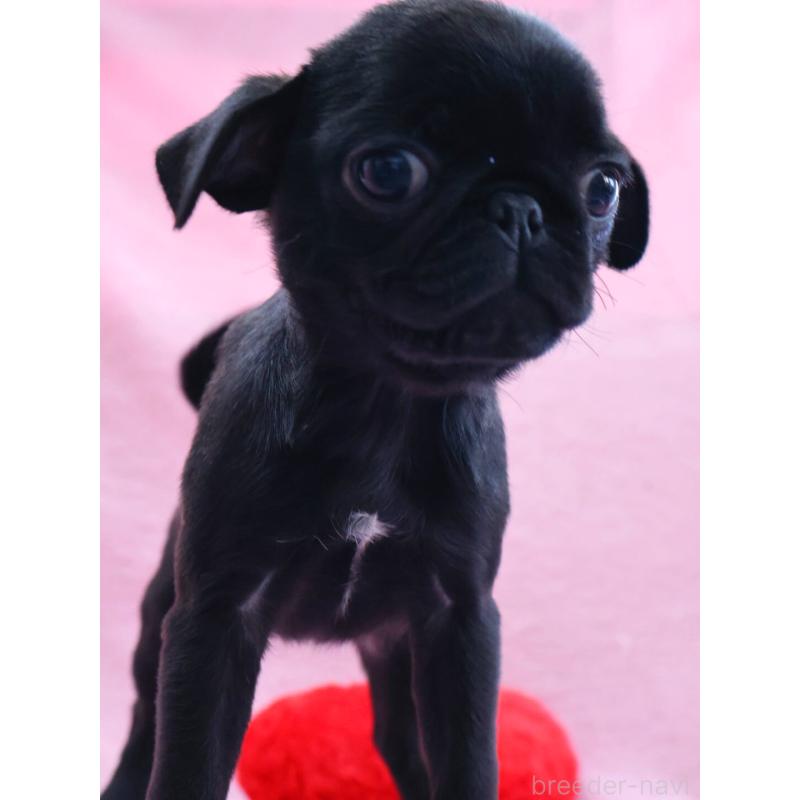 販売中の神奈川県のパグ-440193の8枚目