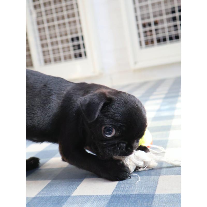 販売中の神奈川県のパグ-440193の7枚目