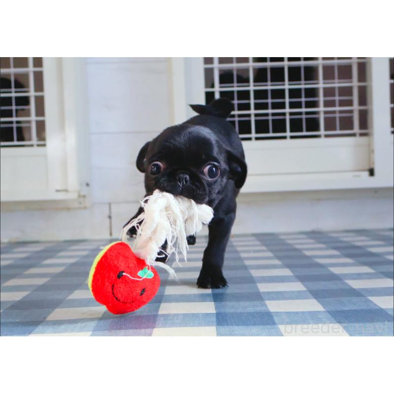 販売中の神奈川県のパグ-440193の6枚目