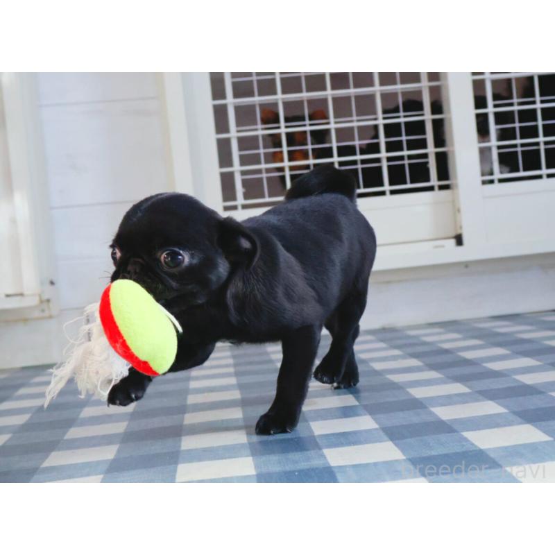 販売中の神奈川県のパグ-440193の5枚目