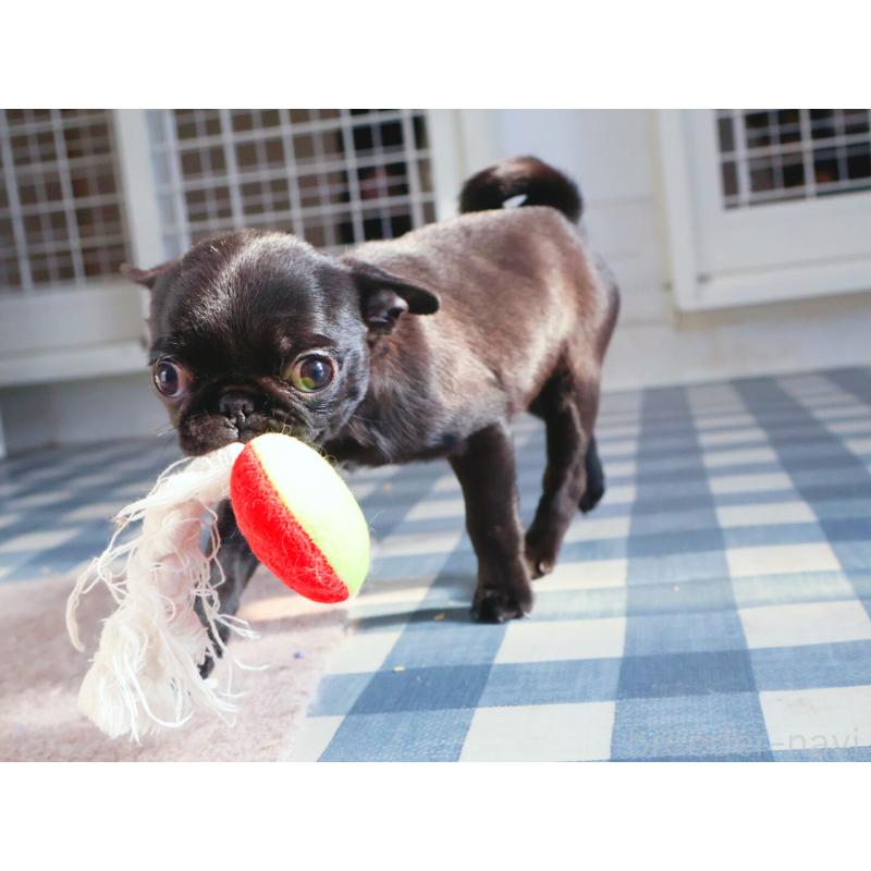 販売中の神奈川県のパグ-440193の4枚目