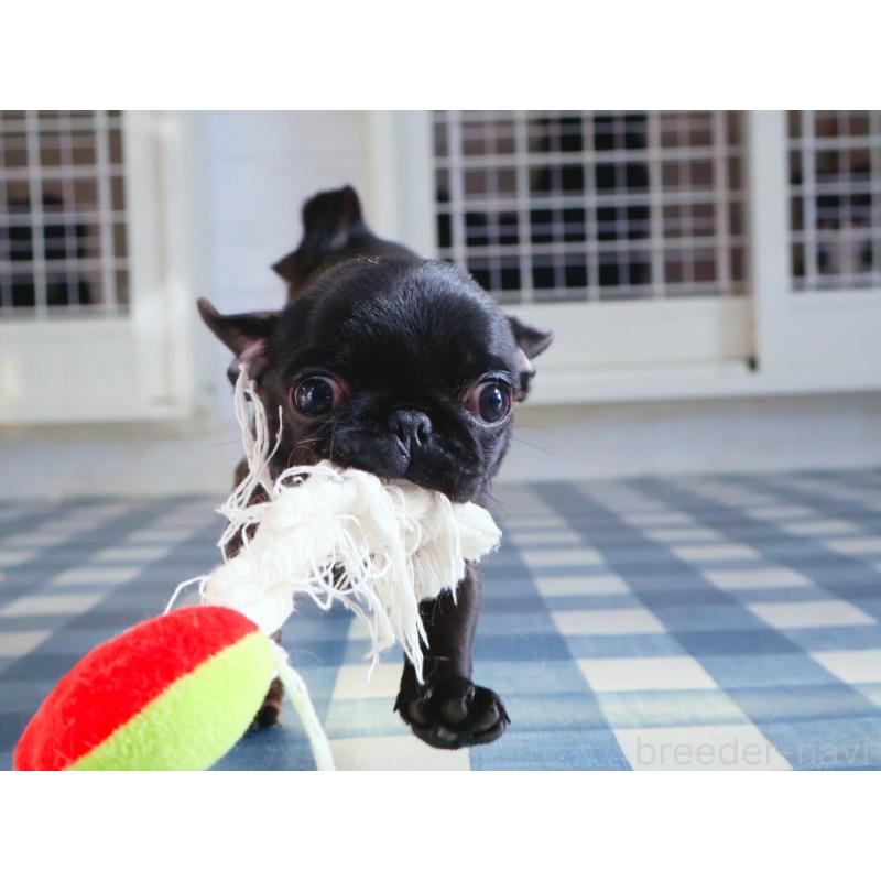 販売中の神奈川県のパグ-440193の3枚目