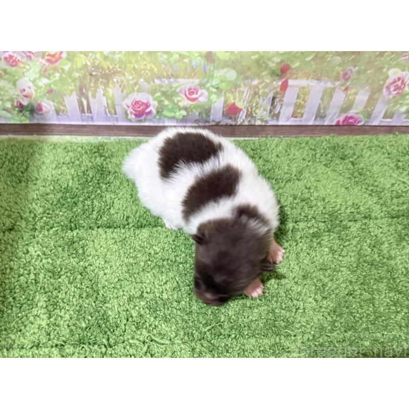 販売中の埼玉県のポメラニアン-444552の3枚目