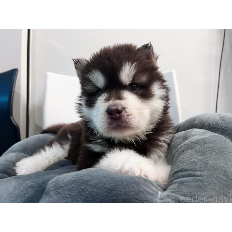 販売中の東京都のアラスカンマラミュート-444551の7枚目