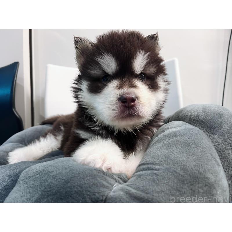 販売中の東京都のアラスカンマラミュート-444551の5枚目