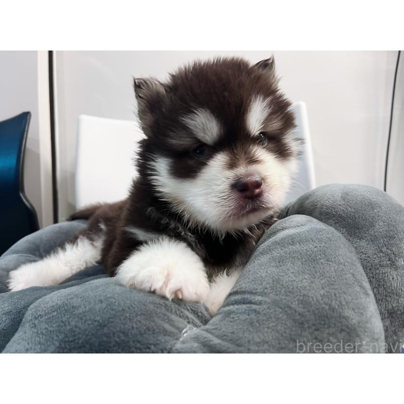 販売中の東京都のアラスカンマラミュート-444551の4枚目